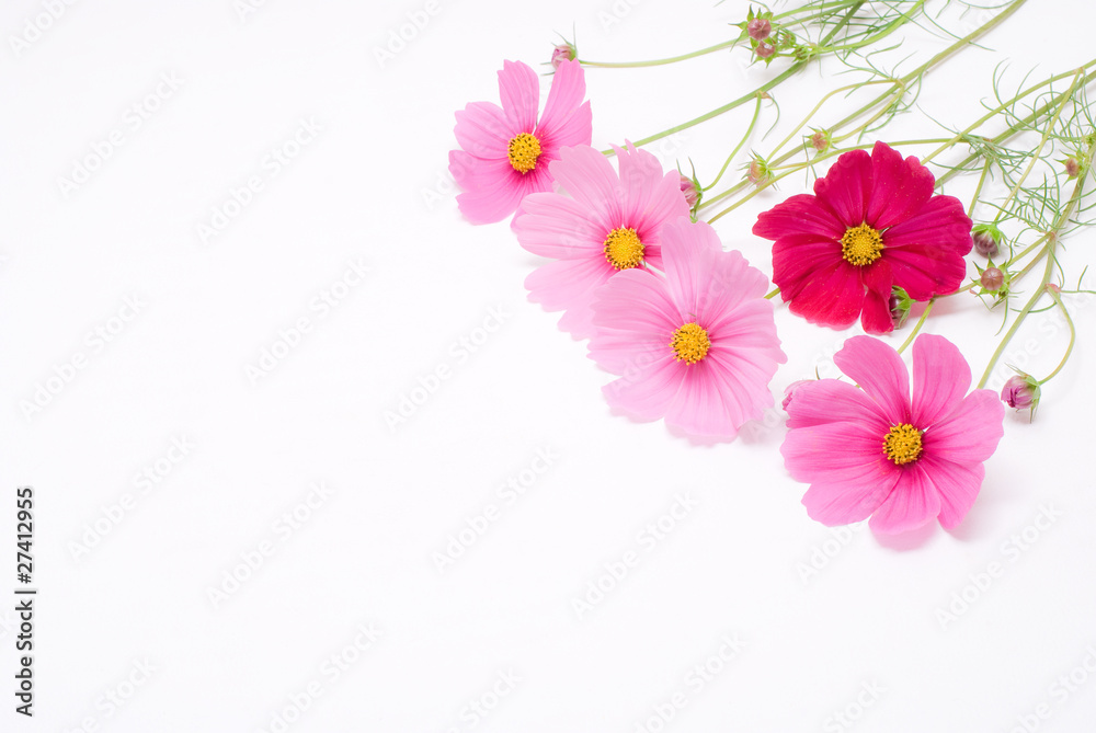 ピンクのコスモスの花束