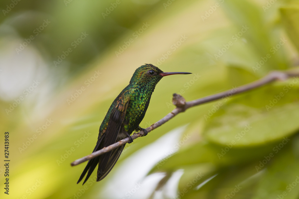 Fototapeta premium Green-breasted Mango (Anthracothorax prevostii) hummingbird