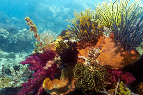 Indonesian coral reef