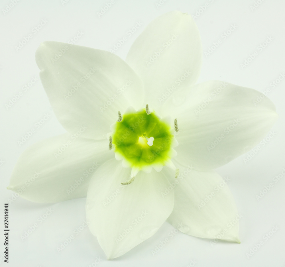 Fototapeta premium fleur blanche du lys de l'annonciation