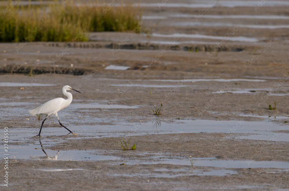 Aigrette garzette sur la plage du Crotoy (Baie de Somme) Aigrette garzette sur la plage du Crotoy (Baie de Somme)