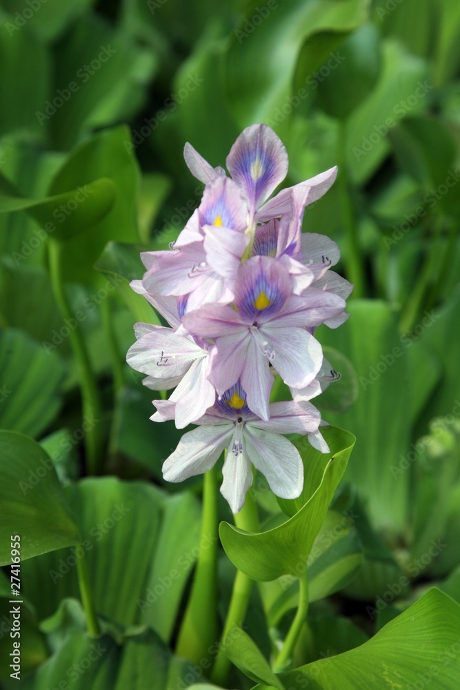 A close-up photo of beautiful flowers A close-up photo of beautiful flowers