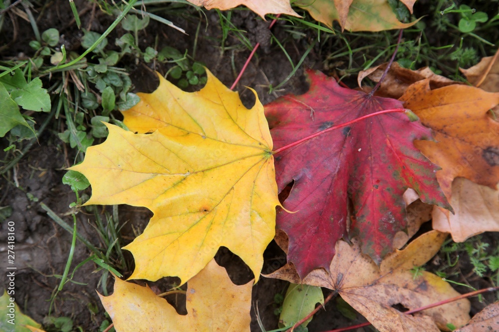 Autumn leaves Autumn leaves