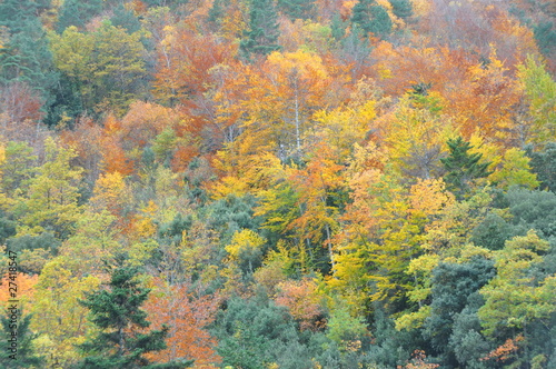 forêt en automne