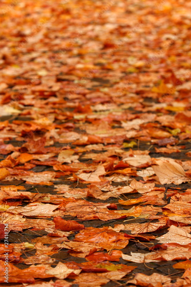 tappeto di foglie
