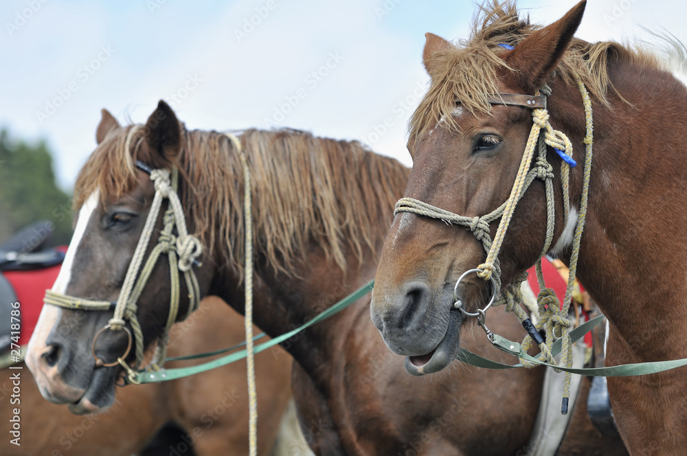 Obraz premium 馬のポートレート