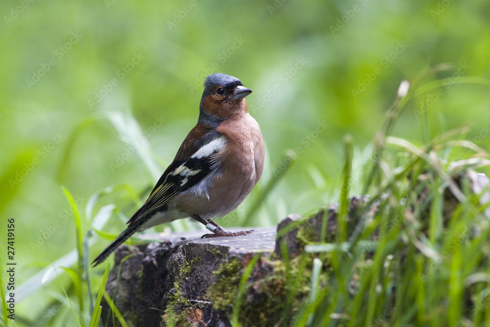 Fototapeta premium Chaffinch on stump posing before camera