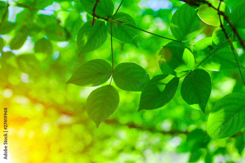 Green leaves and sun Green leaves and sun