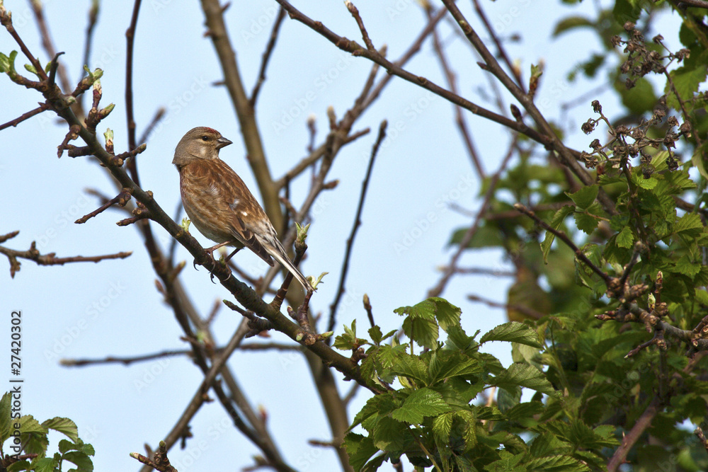 Carduelis cannabina - Linotte mélodieuse (f) - Common Linnet (f) Carduelis cannabina - Linotte mélodieuse (f) - Common Linnet (f)