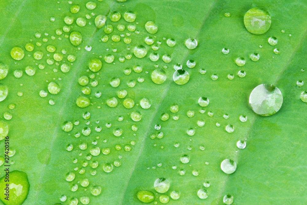 Drops on the leaf