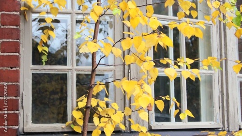 birch tree in front of a window