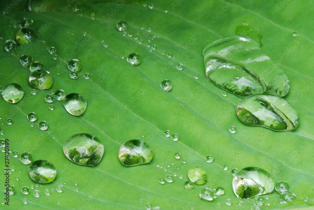 Drops on the leaf