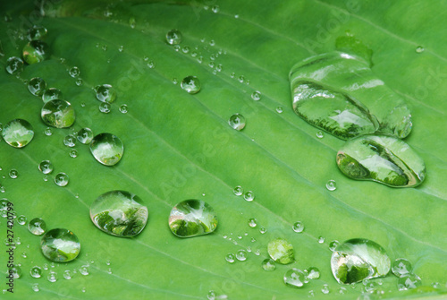 Drops on the leaf