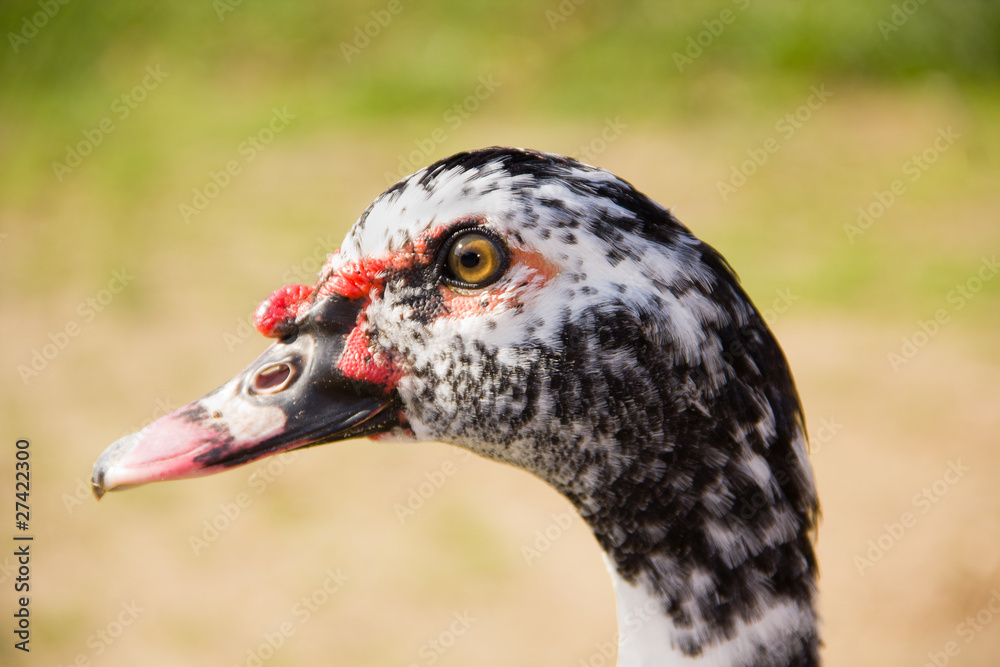 profile of the head of a Muscovy Duck profile of the head of a Muscovy Duck