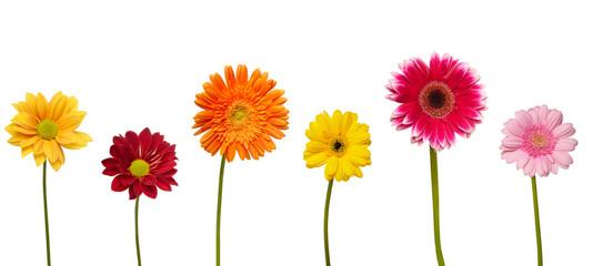 Handdoek met foto Gerbera Madeliefje in bloeiende tuin  © Lumos sp