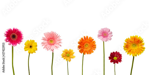 Fototapeta Naklejka Na Ścianę i Meble -  flower nature garden botany daisy bloom