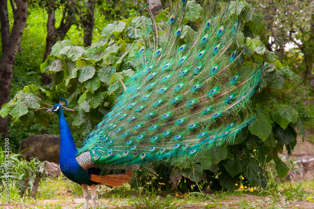 Naklejka premium Peacocks in Spain