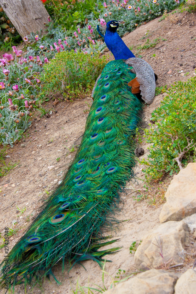 Obraz premium Peacocks in Spain