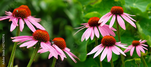 Canvas-taulu Banner Echinacea 04