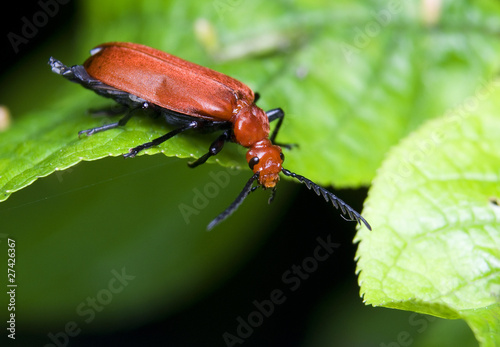 Ogniczek Pyrochroa serraticornis