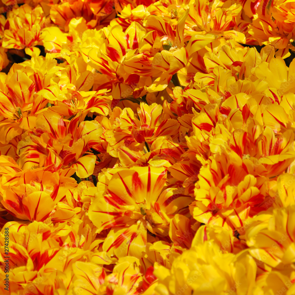 Tulips Tulips
