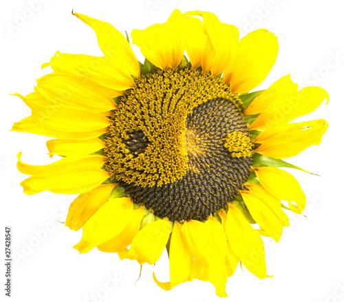 sunflower with the symbol of yin-yang