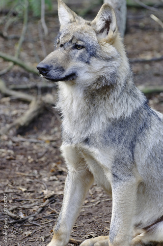 Sitzender Wolf