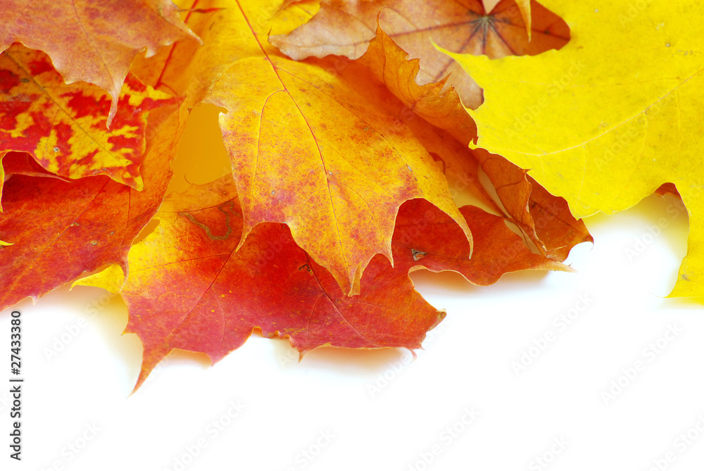 autumn leafs autumn leafs