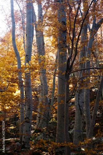 Arbre aux couleurs de l automne en Corse    Vizzavona