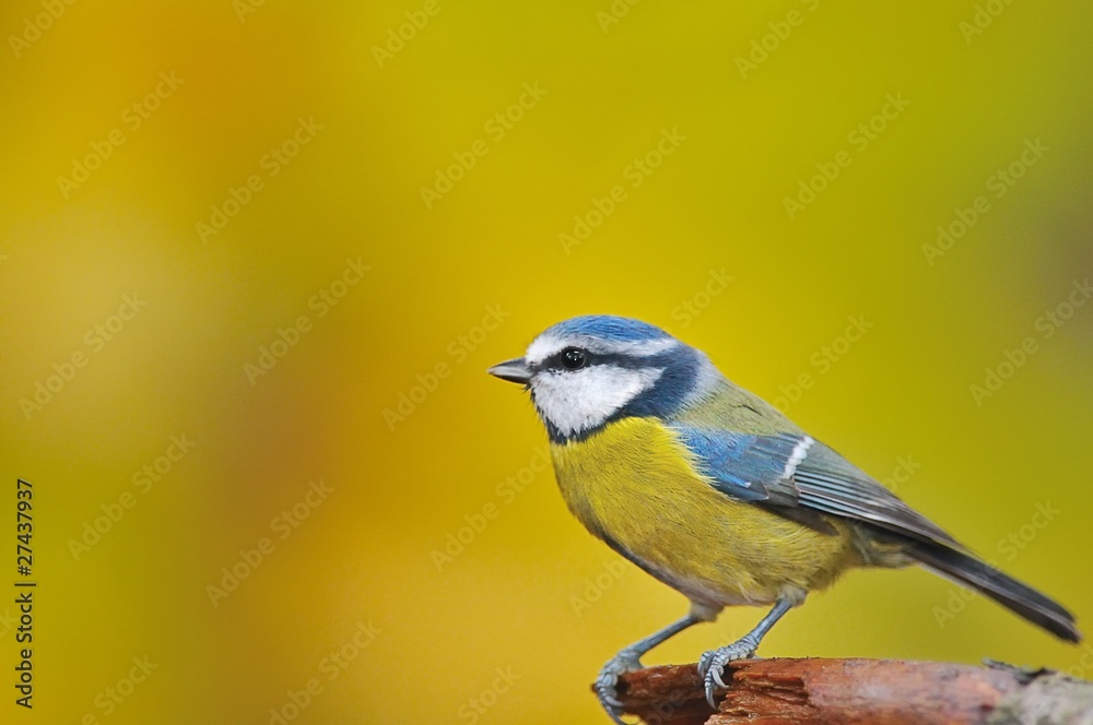 Herrerillo común,cyanistes caeruleus Herrerillo común,cyanistes caeruleus