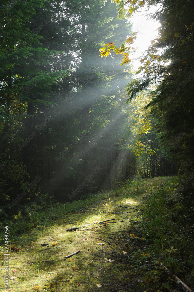 Light Rays in the Forest
