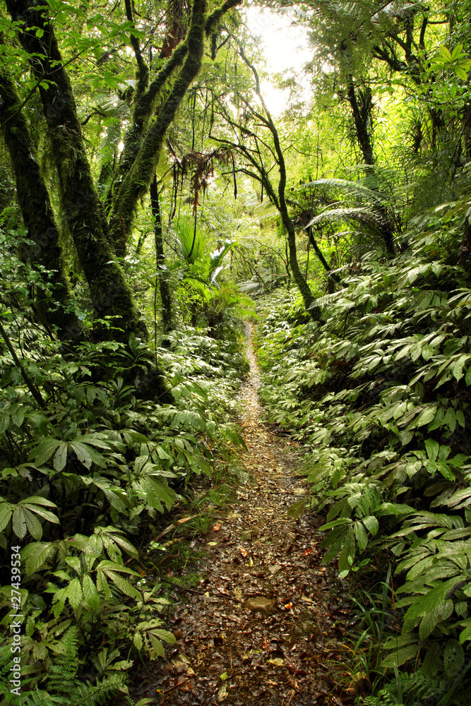 Naklejka premium Trail in tropical forest jungle