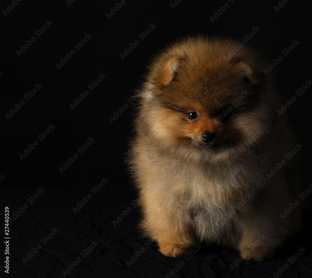 pomeranian puppy pomeranian puppy