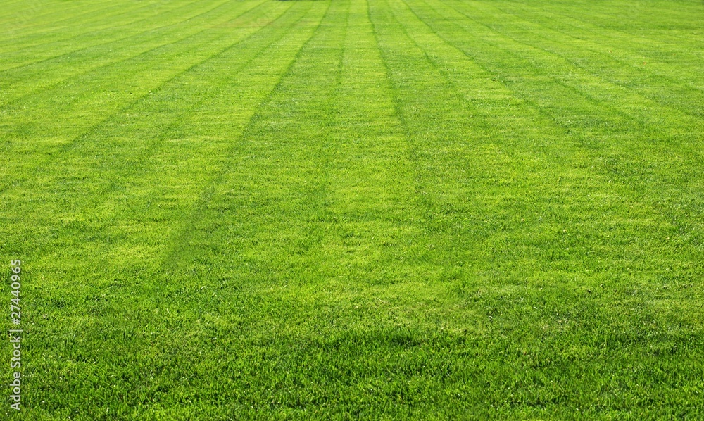 green grass green grass