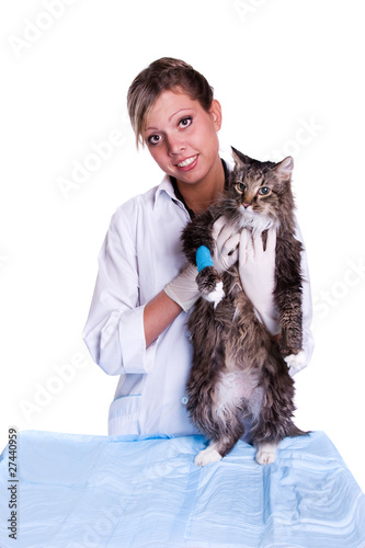Vet have a medical examination a cat