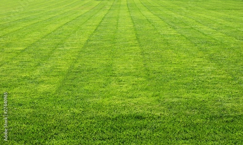 green grass © Horticulture