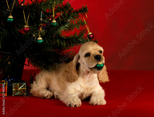 cute christmas puppy