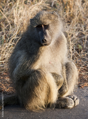 Baboon sitting on the road early in the morning cold © Alta Oosthuizen