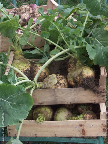 rutabaga, variété 'Jaune à collet vert' photo