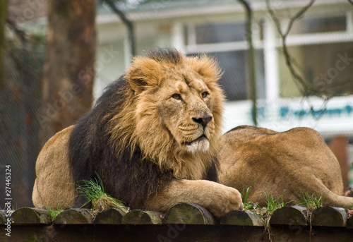 Fototapeta Naklejka Na Ścianę i Meble -  Thoughtful lion rests in an enclosure