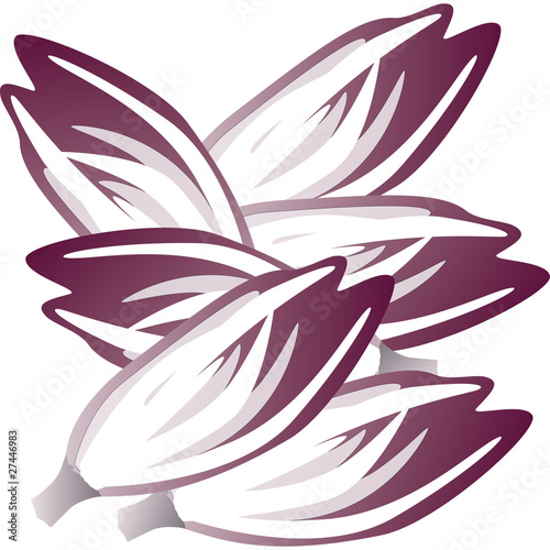 radicchio