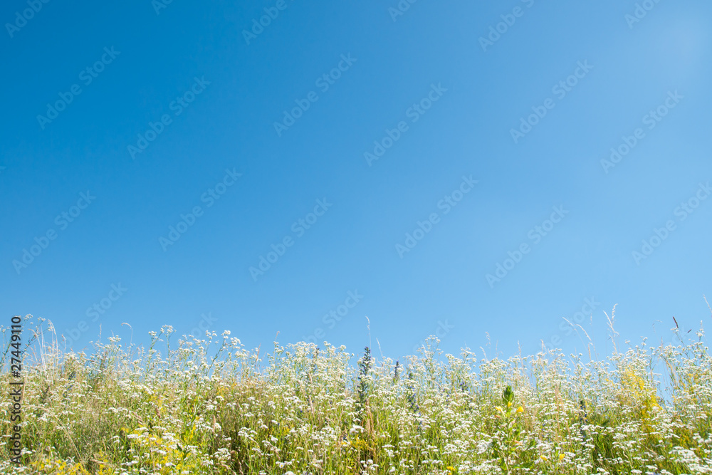 Blumenwiese Blumenwiese