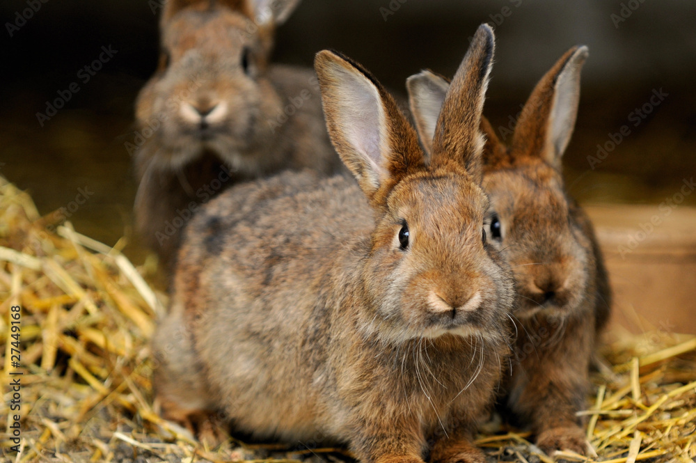 Fototapeta premium Kaninchen