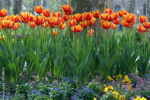 Gardening tulips