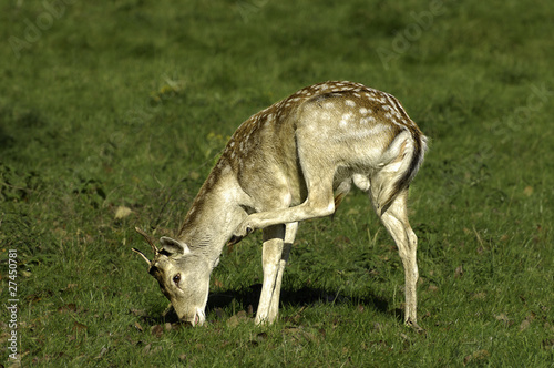 Young Fallow Deer Stag scartching whilst grazing
