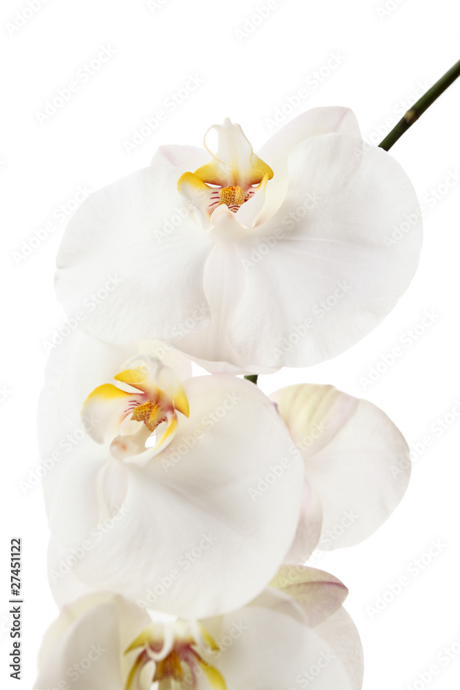orchid orchid