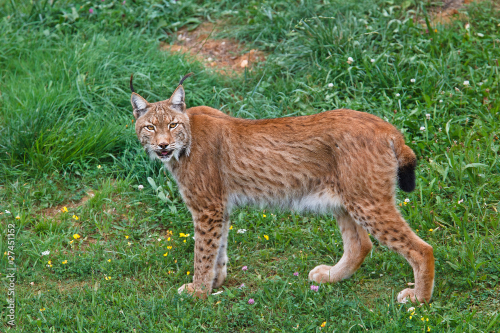Fototapeta premium Lynx pardinus