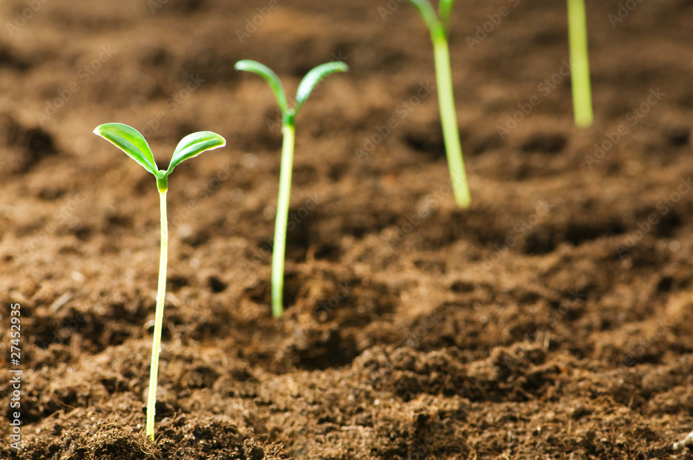 Green seedling illustrating concept of new life Green seedling illustrating concept of new life
