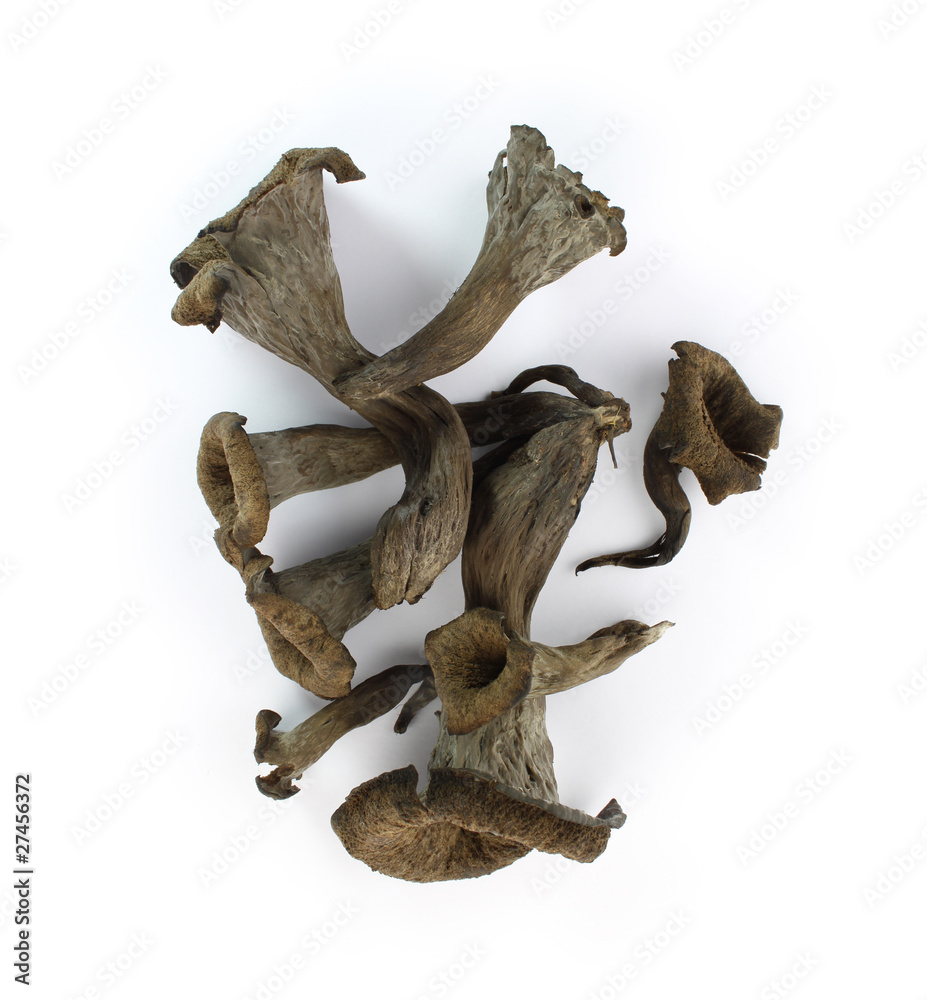 Obraz premium Trompettes de la mort