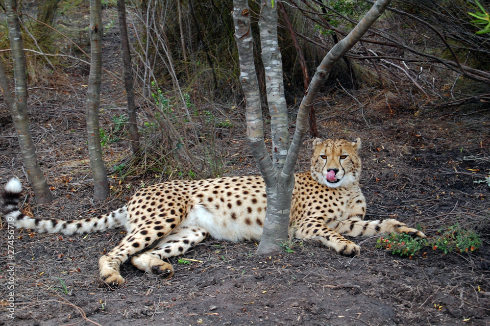 Obraz premium cheetah in undergrowth